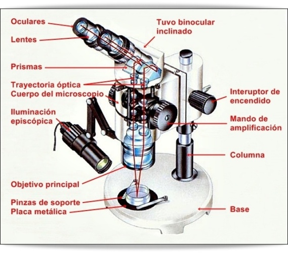 Sistema óptico de microscópio Partes-del-microscopio